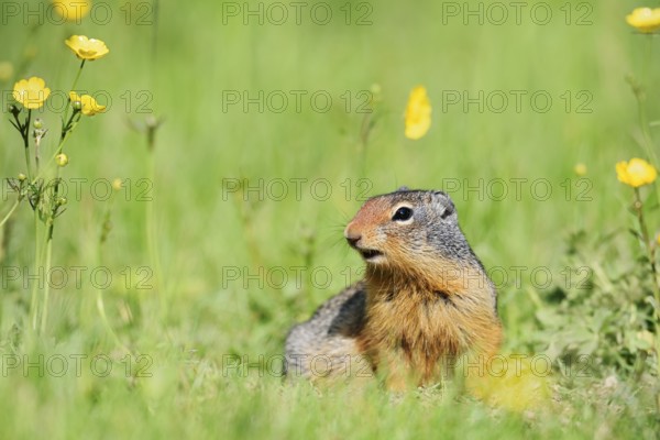 Columbia ground squirrel (Urocitellus columbianus, Spermophilus columbianus) in a flower meadow, Yoho National Park, British Columbia, Canada
