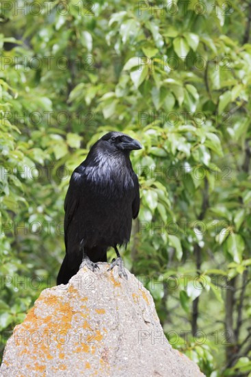 Raven (Corvus corax) sitting on a rock, Banff National Park, Alberta, Canada
