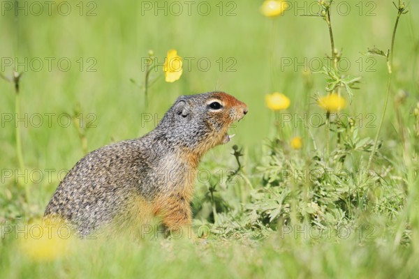 Columbia ground squirrel (Urocitellus columbianus, Spermophilus columbianus) sits calling in a flower meadow, Yoho National Park, British Columbia, Canada