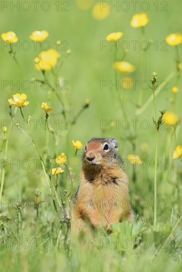Columbia ground squirrel (Urocitellus columbianus, Spermophilus columbianus) in a flower meadow, Yoho National Park, British Columbia, Canada