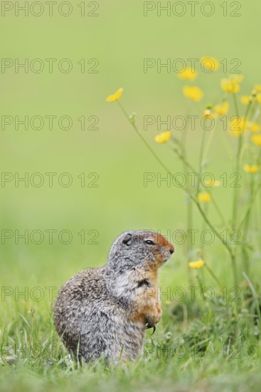 Columbia ground squirrel (Urocitellus columbianus, Spermophilus columbianus), Yoho National Park, British Columbia, Canada