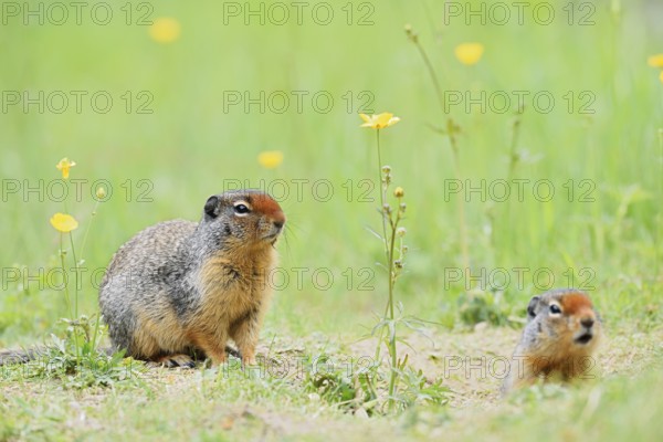 Columbia ground squirrel (Urocitellus columbianus, Spermophilus columbianus), two adults at the burrow, Yoho National Park, British Columbia, Canada