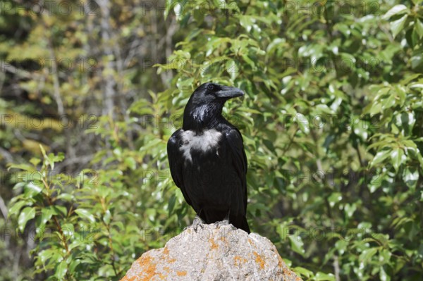 Raven (Corvus corax) sitting on a rock, Banff National Park, Alberta, Canada