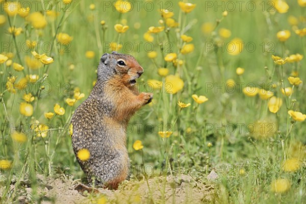 Columbia ground squirrel (Urocitellus columbianus, Spermophilus columbianus) sits feeding in a flower meadow, Yoho National Park, British Columbia, Canada