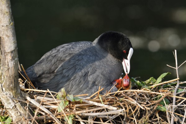 Eurasian Coot (Fulica atra) with chicks on the nest, North Rhine-Westphalia, Germany