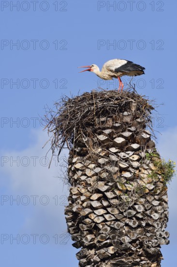 White stork (Ciconia ciconia) standing in a nest on a palm tree, Algarve, Portugal