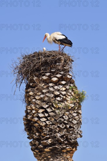 White stork (Ciconia ciconia), pair in a nest on a palm tree, Algarve, Portugal