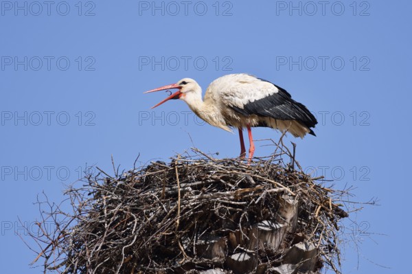 White stork (Ciconia ciconia) in the nest, Algarve, Portugal