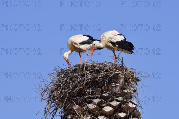 White stork (Ciconia ciconia), pair on the nest, Algarve, Portugal