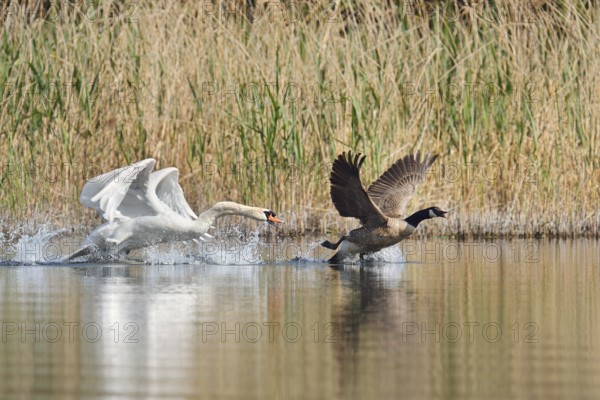 Mute swan (Cygnus olor) chasing away a Canada goose (Branta canadensis), North Rhine-Westphalia, Germany