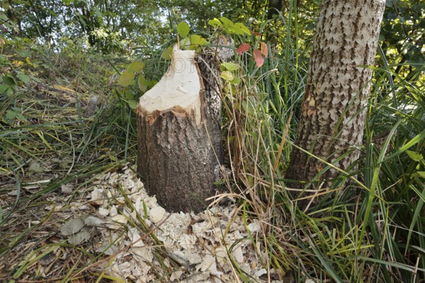 Trembling poplar (Populus tremula) felled by the European beaver (Castor fibre), North Rhine-Westphalia, Germany