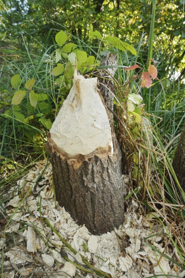 Trembling poplar (Populus tremula) felled by the European beaver (Castor fibre), North Rhine-Westphalia, Germany