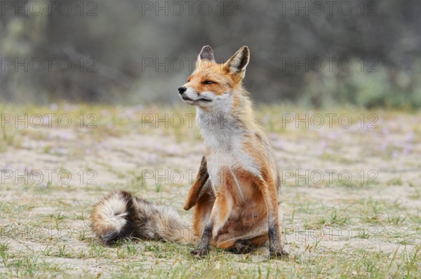 Red fox (Vulpes vulpes) scratching itself, North Holland, Netherlands