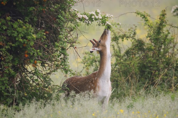 Fallow deer (Dama dama), fallow deer with velvet antlers feeding on a branch of hawthorn (Crataegus), Zeeland, Netherlands