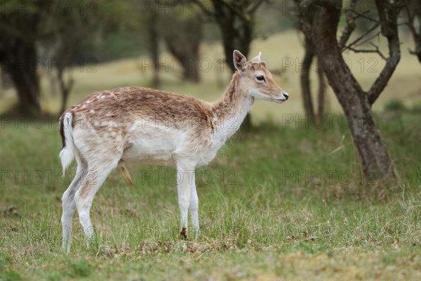 Fallow deer (Dama dama), Zeeland, Netherlands