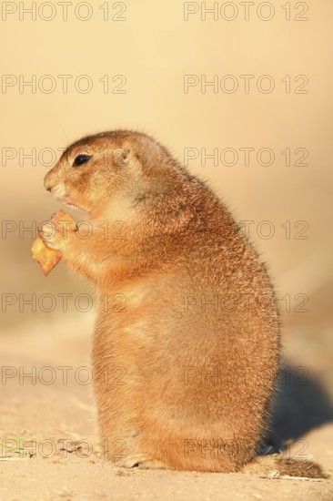 Black-tailed prairie dog (Cynomys ludovicianus), sits upright and eats a carrot, captive, occurring in North America
