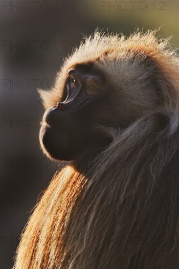 Djelada or blood-breasted baboon (Theropithecus gelada), male in backlight, portrait, captive, occurrence in Ethiopia