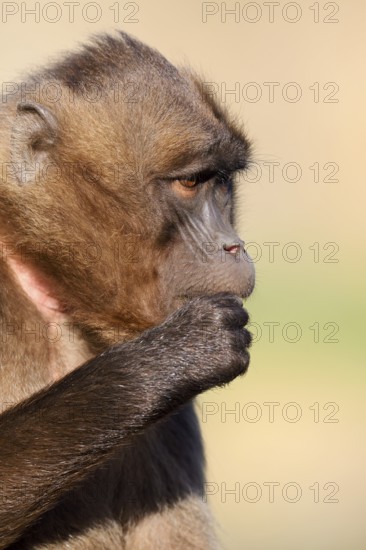 Djelada or blood-breasted baboon (Theropithecus gelada), female, portrait, captive, occurrence in Ethiopia