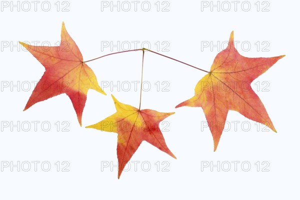 Fan maple (Acer palmatum, leaf in autumn on a white background
