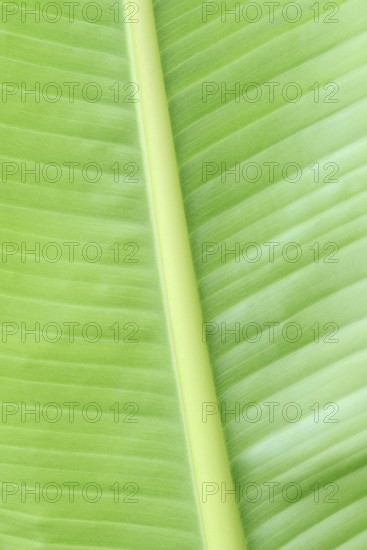 Ornamental banana or Abyssinian banana (Ensete ventricosum), leaf detail, ornamental plant, North Rhine-Westphalia, Germany
