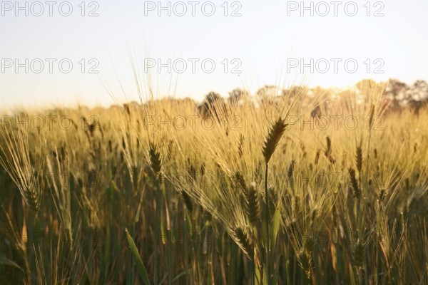 Rye (Secale cereale) at sunrise against the light, North Rhine-Westphalia, Germany