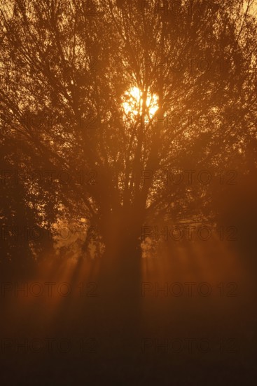 Pollarded willow, silver willow (Salix alba) in the morning mist at sunrise, North Rhine-Westphalia, Germany