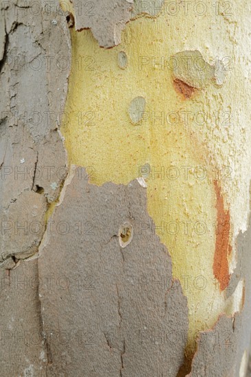 Platanus × acerifolia or common plane tree (Platanus ×hispanica, Platanus × acerifolia), tree bark, North Rhine-Westphalia, Germany