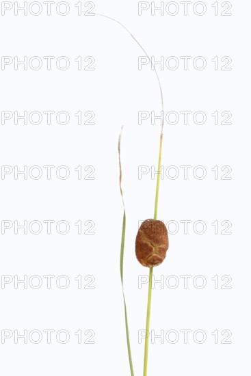 Small cattail or dwarf cattail (Typha minima), fruit stand against a white background, Austria
