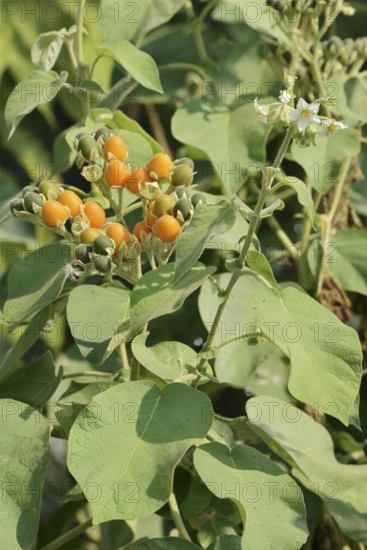 Dwarf tamarillo or dwarf tree tomato (Solanum abutiloides, Cyphomandra abutiloides), fruits on the bush, native to South America