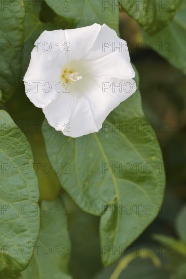 Larger bindweed (Calystegia sepium), flower, North Rhine-Westphalia, Germany