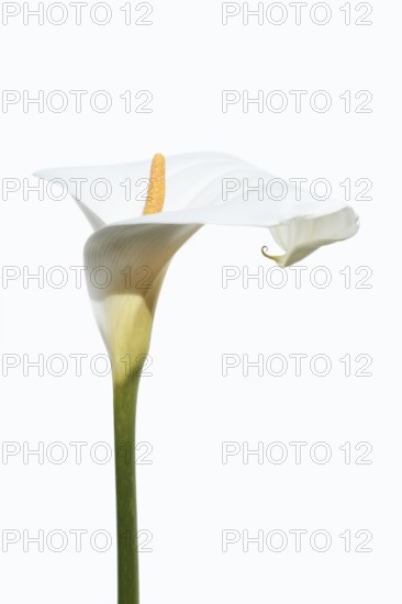 Indoor calla or calla (Zantedeschia aethiopica), flower against a white background, Algarve, Portugal