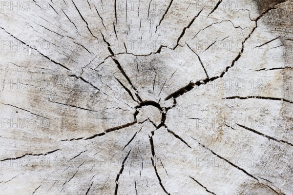 Black poplar or Saar tree (Populus nigra), cross-section of the trunk, North Rhine-Westphalia, Germany