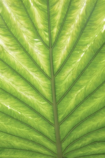 Taro or water bread root (Colocasia esculenta), useful plant, leaf detail, North Rhine-Westphalia, Germany