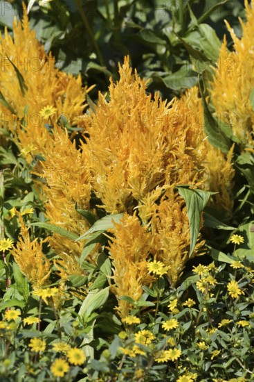 Feather bush celosia or silver celosia (Celosia argentea), ornamental plant, North Rhine-Westphalia, Germany