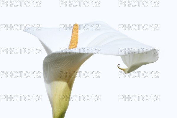 Indoor calla or calla (Zantedeschia aethiopica), flower against a white background, Algarve, Portugal