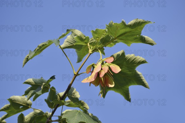 Field maple (Acer campestre), branch with leaves and fruit, North Rhine-Westphalia, Germany