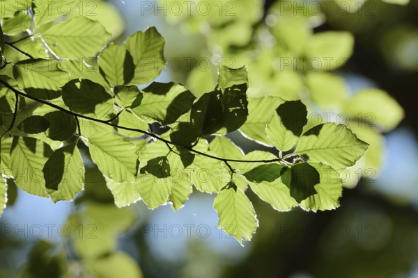 European beech (Fagus sylvatica), leaves in spring, North Rhine-Westphalia, Germany
