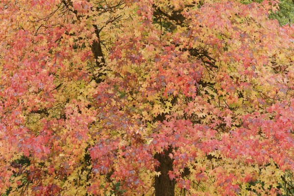 American sweetgum (Liquidambar styraciflua) in autumn, North Rhine-Westphalia, Germany