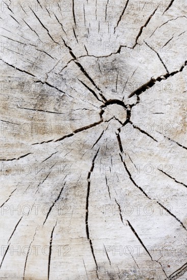 Black poplar or Saar tree (Populus nigra), cross-section of the trunk, North Rhine-Westphalia, Germany