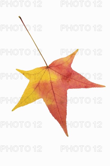Fan maple (Acer palmatum, leaf in autumn on a white background