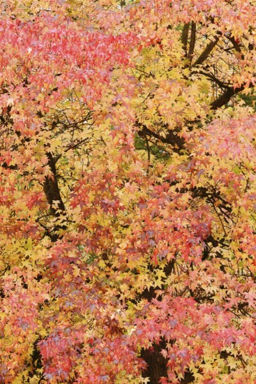 American sweetgum (Liquidambar styraciflua) in autumn, North Rhine-Westphalia, Germany