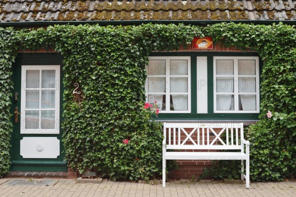 House covered with ivy and white bench, 'Little Amsterdam of the North' Friedrichstadt, North Frisia, Schleswig-Holstein, Germany