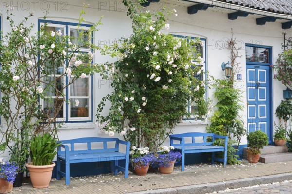 House with benches and blooming rose bushes, 'Little Amsterdam of the North' Friedrichstadt, North Frisia, Schleswig-Holstein, Germany