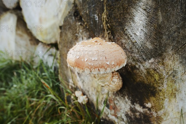 Poplar Schüppling (Hemipholiota populnea, Pholiota destruens), North Rhine-Westphalia, Germany