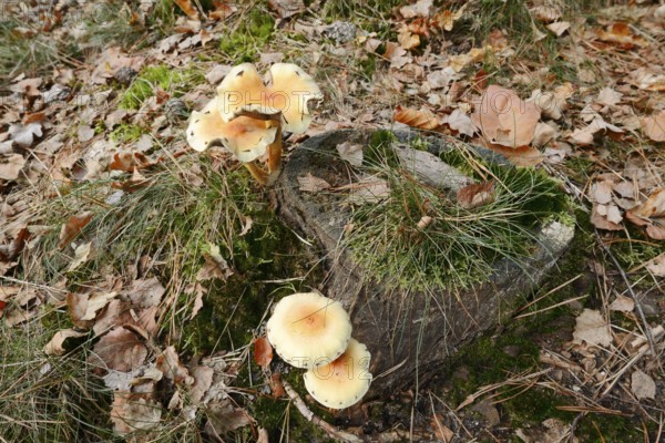 Sulphur tuft (Hypholoma fasciculare) on a tree stump, Gelderland, Netherlands