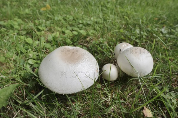 White aniseed mushroom (Agaricus arvensis, Psalliota arvensis), North Rhine-Westphalia, Germany