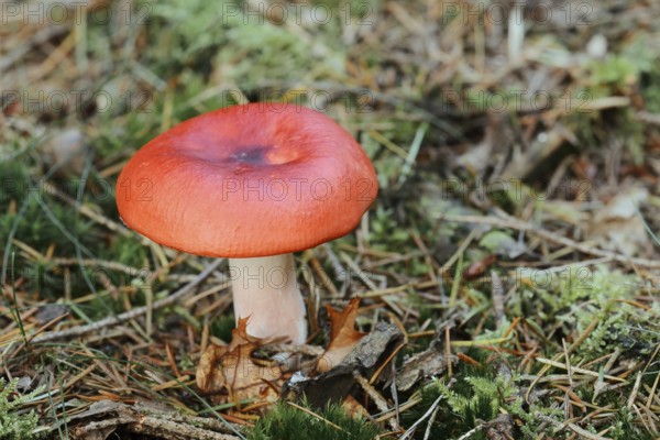 Cherry red russula (Russula emetica), Gelderland, Netherlands
