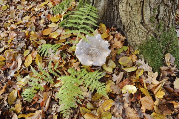 Clouded funnel fungus or grey cap (Clitocybe nebularis, Lepista nebularis) and fern in autumn, North Rhine-Westphalia, Germany