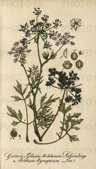 European poisonous plants, dog parsley, Aethusa cynapium, authentic, digitally restored reproduction from a 19th century original, Eduard Winkler (1799-1862), book All poisonous plants in Germany, exact date of depiction unknown, historical
