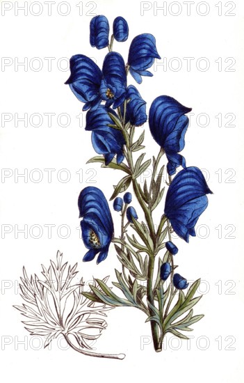 European poisonous plants, Aconite pyramidale, type of aconite with pyramidal inflorescence, digitally restored reproduction from a 19th century model, exact date of presentation unknown, historical